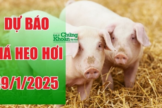 Dự báo giá heo hơi ngày 19/1/2025: Xu hướng giảm tiếp diễn?