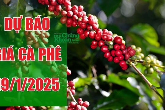 Dự báo giá cà phê ngày 19/1/2025: Đà tăng sẽ tiếp diễn?