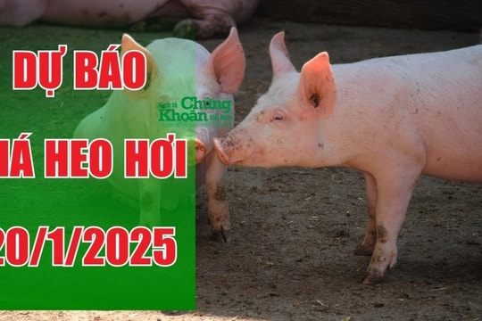 Dự báo giá heo hơi ngày 20/1/2025: Xu hướng giá cả nước không đồng nhất