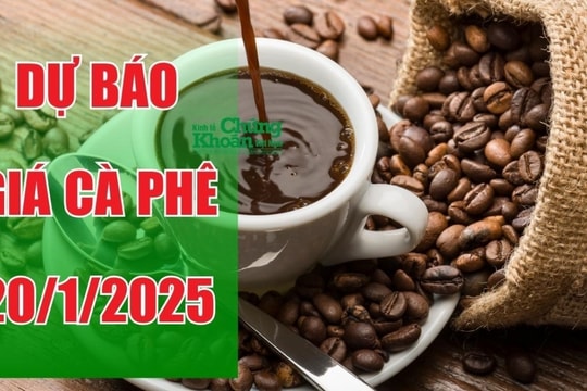 Dự báo giá cà phê ngày 20/1/2025: Tiếp đà tăng, giá thu mua có thể đạt mức cao kỷ lục