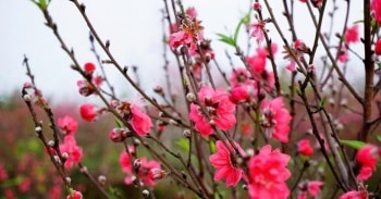 Cách chọn cành đào đẹp trưng Tết: Bí quyết cho xuân thêm rực rỡ