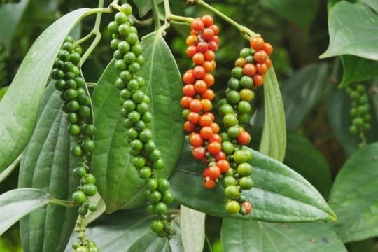 Giá tiêu hôm nay 20/1/2025: Ổn định đầu tuần, Việt Nam xuất khẩu kỷ lục hồ tiêu nửa đầu tháng 1