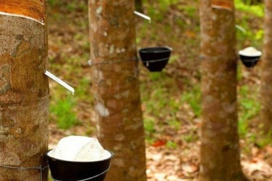 Cổ phiếu Cao su Tây Ninh (TRC) bứt phá mạnh nhờ kết quả kinh doanh ấn tượng năm 2024