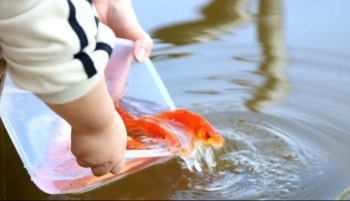 Những địa điểm lý tưởng nhất thả cá chép ngày ông Công ông Táo tại Hà Nội