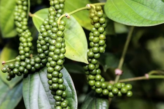 Giá tiêu hôm nay 21/1/2025: Ổn định ngày cận Tết, xuất khẩu tăng mạnh về giá trị