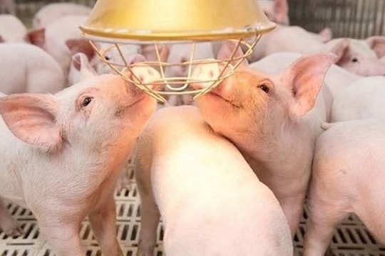Giá heo hơi hôm nay 21/1/2025: Xu hướng giảm dịp cận Tết, miền Bắc và miền Trung hạ giá