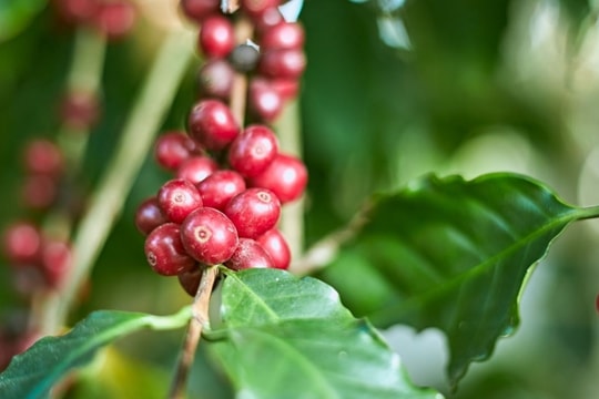 Giá cà phê hôm nay 21/1/2025: Giảm mạnh, thị trường trầm lắng khi cận Tết