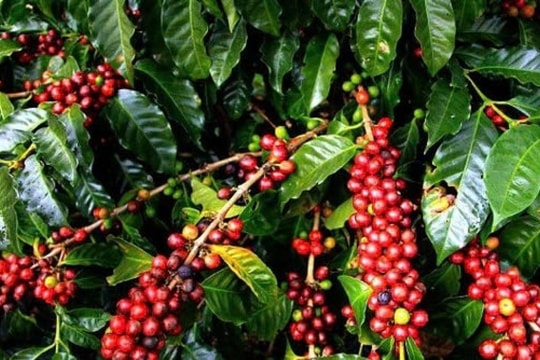 Dự báo giá cà phê ngày 23/1/2025: Tiếp đà tăng, chạm ngưỡng kỷ lục mới?