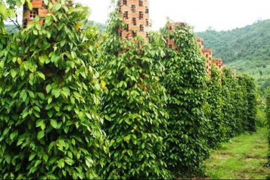 Dự báo giá tiêu ngày 23/1/2025: Tiếp tục tăng mạnh, kỳ vọng đà tăng duy trì đến Tết