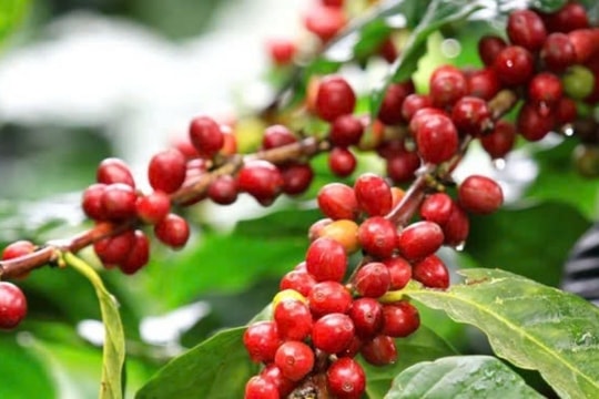 Dự báo giá cà phê ngày 24/1/2025: Nguồn cung khan hiếm dịp cận Tết đẩy giá lên cao?