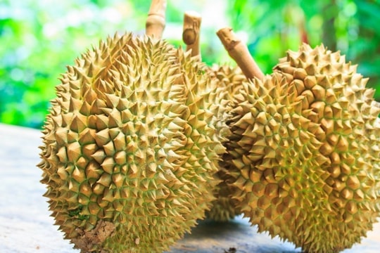 Giá sầu riêng hôm nay 24/1/2025: Giảm mạnh trước Tết, nhà vườn gặp khó