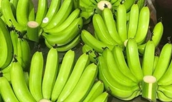 Bí quyết chọn chuối trưng Tết Ất Tỵ 2025: Mẹo nhỏ để nải đẹp, tươi lâu, hút lộc