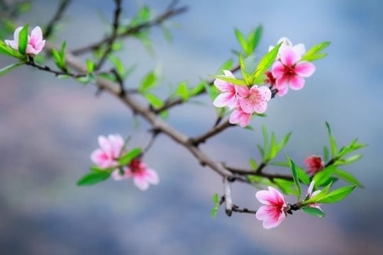 Thị trường chứng khoán Việt sẽ "khai xuân" vào ngày nào?