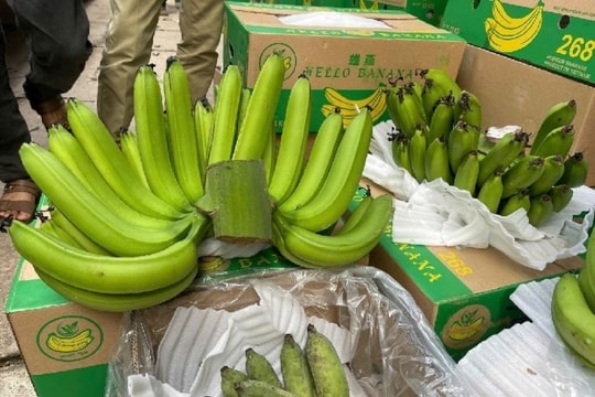 Chuối xanh đội giá ngày Tết: Ai đang hái quả ngọt?