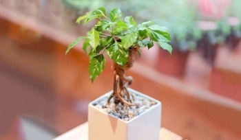 3 loại cây "giữ tiền" và mang may mắn cho cả năm 2025