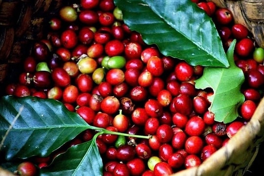 Dự báo giá cà phê ngày 2/2/2025: Giá nội địa sẽ chạm ngưỡng 130.000 đồng/kg?