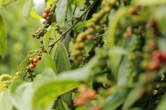 Dự báo giá tiêu ngày 3/2/2025: Giữ vững mức cao, đà tăng sẽ đến sau Tết?