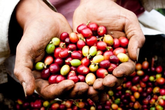 Giá cà phê hôm nay 2/2/2025: Giữ đà tăng, kỳ vọng chạm mốc 130.000 đồng/kg