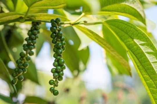 Giá tiêu hôm nay 2/2/2025: Ổn định ở mức cao, sẽ tăng mạnh ngay trong quý 1?