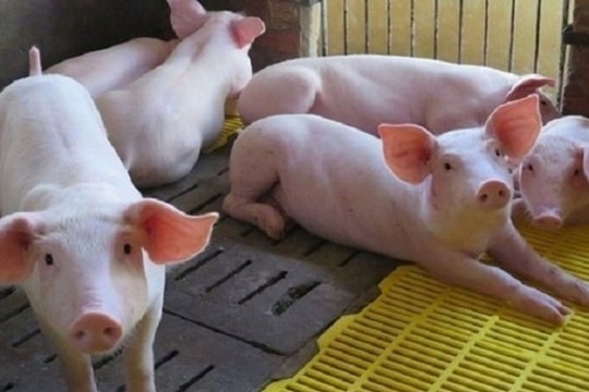 Giá heo hơi hôm nay 3/2/2025: Neo cao trên toàn quốc