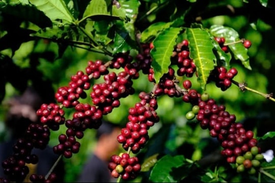 Dự báo giá cà phê ngày 4/2/2025: Tiếp tục bứt phá?