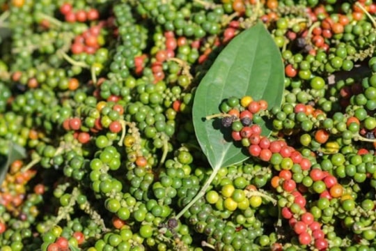 Dự báo giá tiêu ngày 4/2/2025: Tiếp tục ổn định trước khi bật tăng