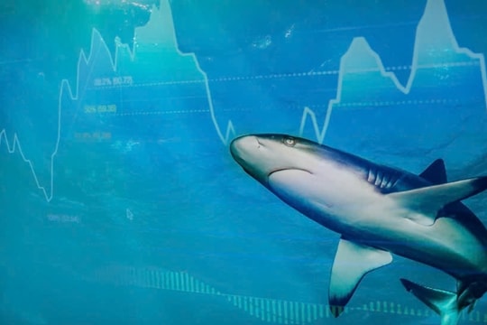 Nhận diện “cá mập” trên thị trường chứng khoán phái sinh và ảnh hưởng của họ