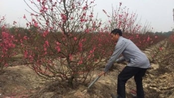 Cách trồng lại cây đào sau Tết để hoa nở đẹp vào năm sau