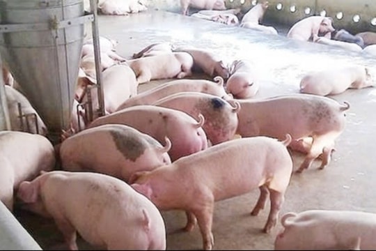 Dự báo giá heo hơi ngày 5/2/2025: Tiếp tục xu hướng tăng mạnh, chạm mức kỷ lục?