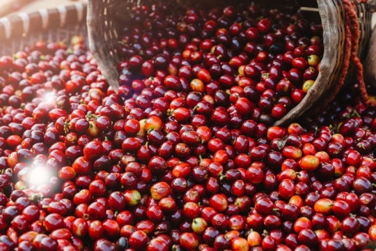 Giá cà phê hôm nay 5/2/2025: Bất ngờ giảm mạnh, nông dân bán ra số lượng lớn sau Tết