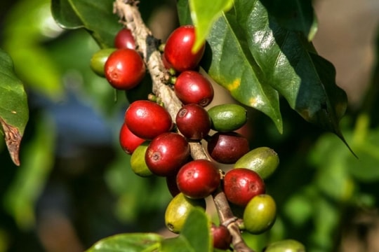 Giá cà phê hôm nay 6/2/2025: Tăng mạnh trở lại, arabica lập kỷ lục 9 phiên tăng liên tiếp