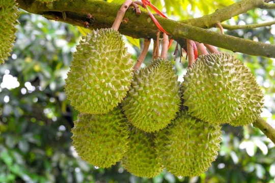 Giá sầu riêng hôm nay 6/2/2025: Đồng loạt giảm sâu, giá sầu riêng Thái xuống thấp kỷ lục