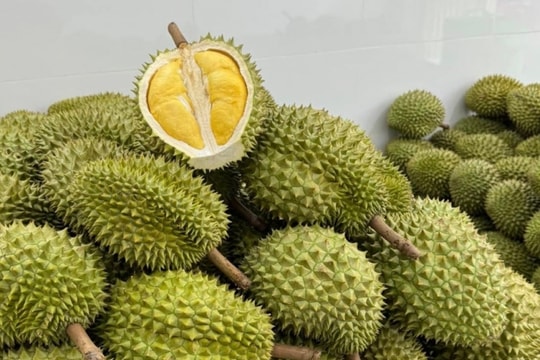 Xuất khẩu sầu riêng sang Trung Quốc hồi phục, giá nội địa vẫn giảm mạnh