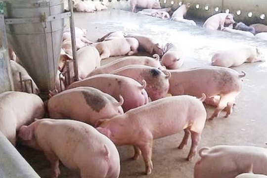 Dự báo giá heo hơi ngày 7/2/2025: Đà tăng sẽ kéo dài?