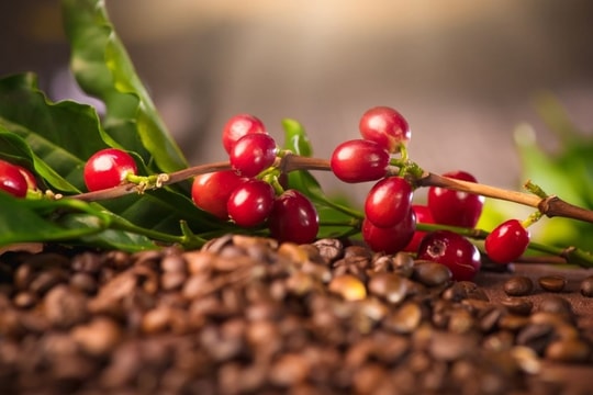 Giá cà phê hôm nay 7/2/2025: Tăng mạnh, thị trường lo ngại một đợt tăng giá sốc