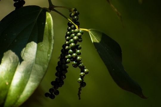 Giá tiêu hôm nay 7/2/2025: Tăng mạnh, nông dân kỳ vọng vào vụ mùa bội thu