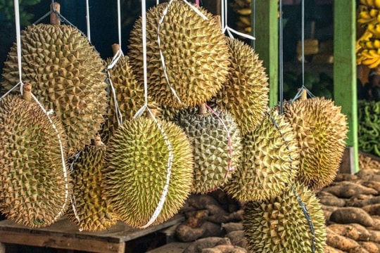 Giá sầu riêng hôm nay 7/2/2025: Sầu riêng Thái tăng giá, xuất khẩu sang Trung Quốc dần khởi sắc