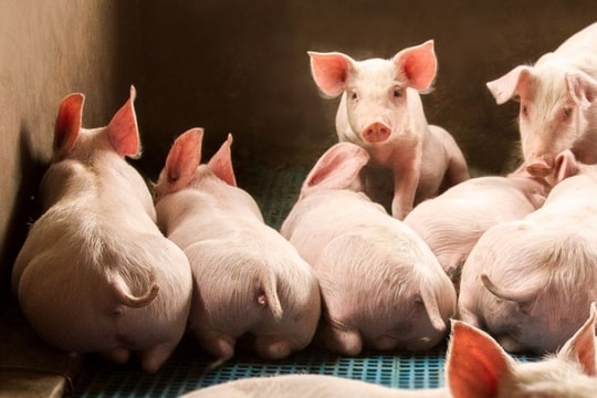 Giá heo hơi hôm nay 7/2/2025: Tiếp đà tăng nhanh, chạm mốc 72.000 đồng/kg