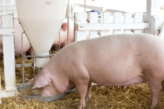 Giá heo hơi hôm nay 9/2/2025: Tăng mạnh sau Tết, miền Nam giữ mức cao nhất