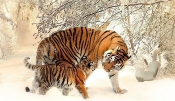 Sau rằm tháng Giêng, 4 con giáp trúng lớn, càng chi tiêu càng giàu!