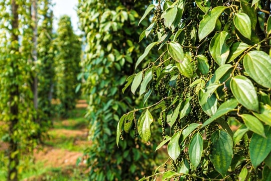 Giá tiêu hôm nay 10/2/2025: Duy trì mức cao, neo sát mốc 160.000 đồng/kg