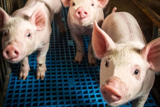 Giá heo hơi hôm nay 10/2/2925: Lặng sóng diện rộng, duy nhất một tỉnh miền Bắc bật tăng