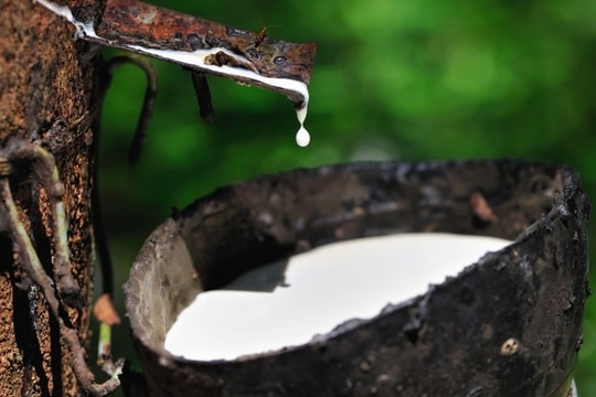 Giá cao su hôm nay 10/2/2025: Trong nước ổn định, cao su Nhật Bản và Thái Lan giảm, Trung Quốc phục hồi