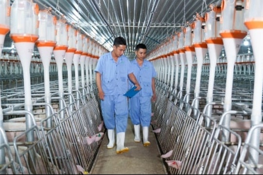 Nông nghiệp BAF Việt Nam nối dài mạch M&A, dự kiến thâu tóm thêm 10 trang trại