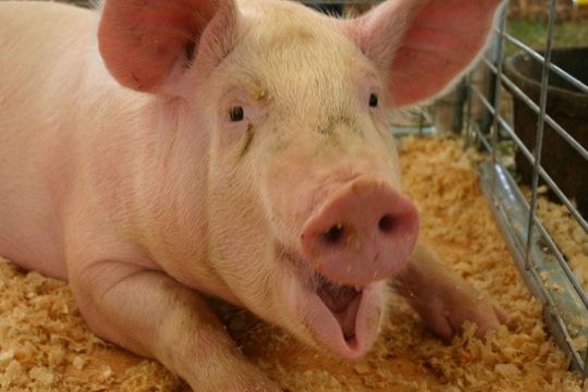 Giá heo hơi hôm nay 11/2/2025: Miền Nam lập đỉnh, nhiều nơi đua theo tăng giá