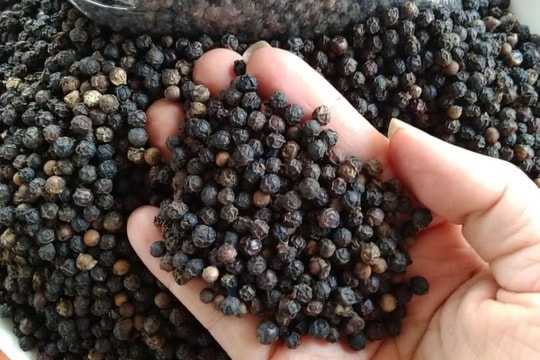 Giá hồ tiêu tăng dựng đứng: Nguồn cung thiếu hụt, thị trường nóng hơn bao giờ hết