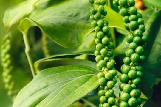 Dự báo giá tiêu ngày 12/2/2025: Liệu tiếp tục tăng mạnh hay chững giá?