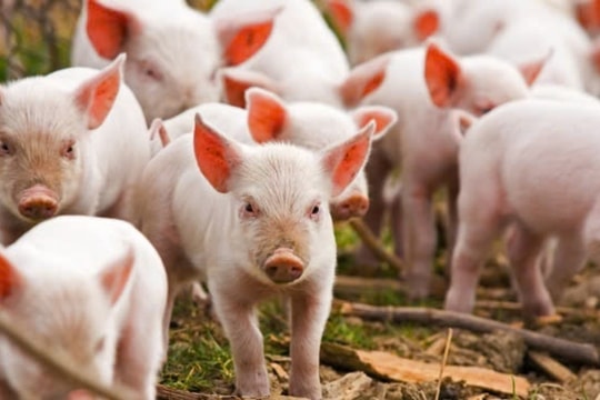 Dự báo giá heo hơi ngày 12/2/2025: Tiếp tục lập đỉnh mới, dự báo sẽ còn tăng?