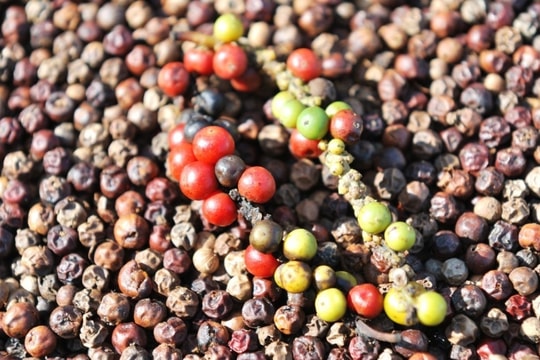 Giá tiêu hôm nay 12/2/2025: Tăng mạnh nhất kể từ đầu năm, nông dân phấn khởi