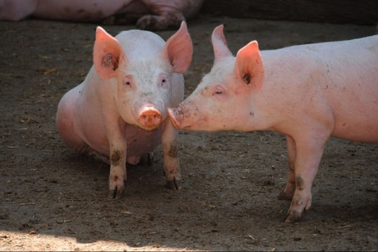 Giá heo hơi hôm nay 12/2/2025: Miền Nam đã vượt mốc 73.000 đồng/kg, thị trường tiếp tục tăng mạnh